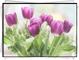 Kwiaty, Liliowe, Białe, Tulipany, Rozmycie