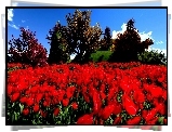 Kwiaty, Czerwone, Tulipany, Łąka