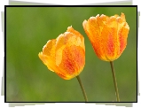 Kwiaty, Dwa, Tulipany, Pomarańczowe