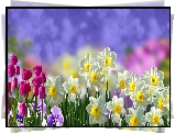 Kwiaty, Narcyzy, Tulipany, Bratki