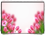 Kwiaty, Różowe, Tulipany, 2D