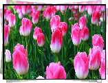 Kwiaty, Biało-różowe, Tulipany, Plantacja