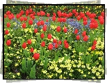 Wiosenne kwiaty, Tulipany