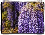 Kwiaty, Fioletowe, Wisteria, Glicynia