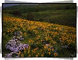 Wzgórza, Trawa, Drzewa, Żółte, Kwiaty, Łąka, Park stanowy Columbia Hills, Stan Waszyngton, Stany Zjednoczone