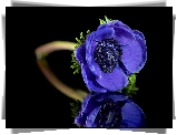 Kwiaty, Niebieski, Zawilec, Odbicie