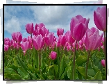 Zbliżenie, Kwiaty, Tulipany