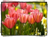 Kwiaty, Tulipany, Żonkile