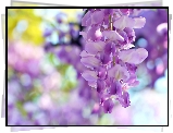 Kwitnąca, Wisteria, Makro, Rozmycie