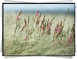 Kwitnące, Polne, Kwiatki, Trawy