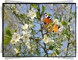 Motyl, Kwitnące, Drzewo