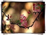 Kwitnące, Drzewo, Owocowe, Gałązka