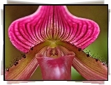 Ladyslipper, Orchid, Odmiana, Storczyka, Kwiat