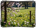 Wiosna, Ukwiecone, Gałązki, Łąka, Kwiaty, Ogrodzenie