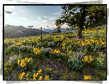 Rezerwat przyrody, Columbia River Gorge, Góry Kaskadowe, Łąka, Kwiaty, Balsamorhiza, Drzewo, Stan Oregon, Stany Zjednoczone