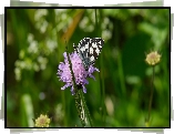 Motyl, Polowiec szachownica, Kwiat, Driakiew, Trawa, Źdźbło, Łąka