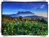 Góry, Las, Tulipany