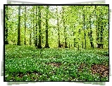 Las, Polana, Kwitnące, Kwiatuszki, Wiosna