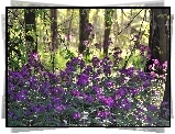 Las, Purpurowe, Leśne, Kwiaty