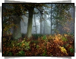 Las, Mgła, Paprocie, Jesień