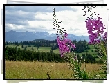 Tatry, Lasy, Pola, Łąka, Kwitnąca, Wierzbówka, Kiprzyca