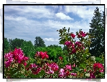 Lato, Park, Krzew, Różany