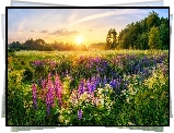 Lato, Łubin, Wschód słońca, Las, Łąka