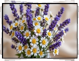Lawenda, Rumianek, Kwiaty