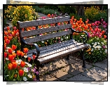 Ogród, Ławka, Kwiaty, Tulipany, Stokrotki