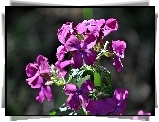 Purpurowe, Leśne, Kwiaty, Lunaria