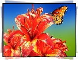 Pomarańczowe, Lilie, Motyl