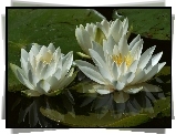 Trzy, Lilie wodne