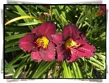 Kwiaty, Liliowce, Bordowe