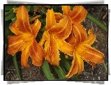 Kwiaty, Liliowce, Pomarańczowe