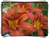 Liliowce, Kwiaty