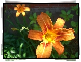 Liliowce