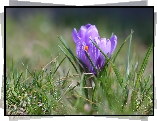 Liliowe, Krokusy