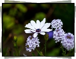 Liliowe, Kwiaty