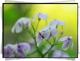 Liliowe, Kwiaty