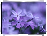 Liliowe, Kwiaty