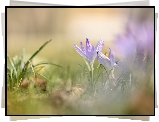 Liliowe, Krokusy, Kwiaty, Zbliżenie