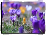 Liliowe, Krokusy, Żółty, Krokus