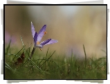 Liliowy, Krokus, Kwiat, Zbliżenie