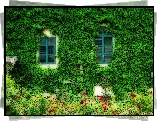 Ściana, Domu, Pokryta, Liśćmi, Kwiaty
