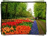 Lisse, Park, Keukenhof, Tulipany Szafirki, Spacerowicze