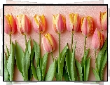 Różowo-żółte, Tulipany, Listki