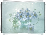 Lucerna pstra, Kwiaty, Niebieskie