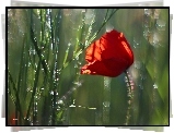 Maczek, W, Zbożu, Bokeh