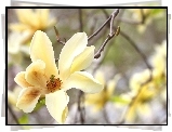 Magnolia