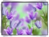 Makro, Kwiaty ,Fioletowe, Krople